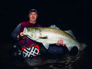 A large striper caught on the North Shore of Massachusetts.