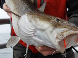 A nice cod caught with clam on a high-low rig.