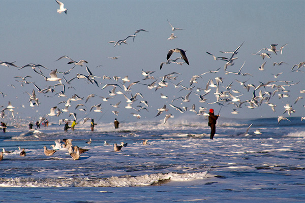 A flock of sea gulls feeds on sand eels in the wash.