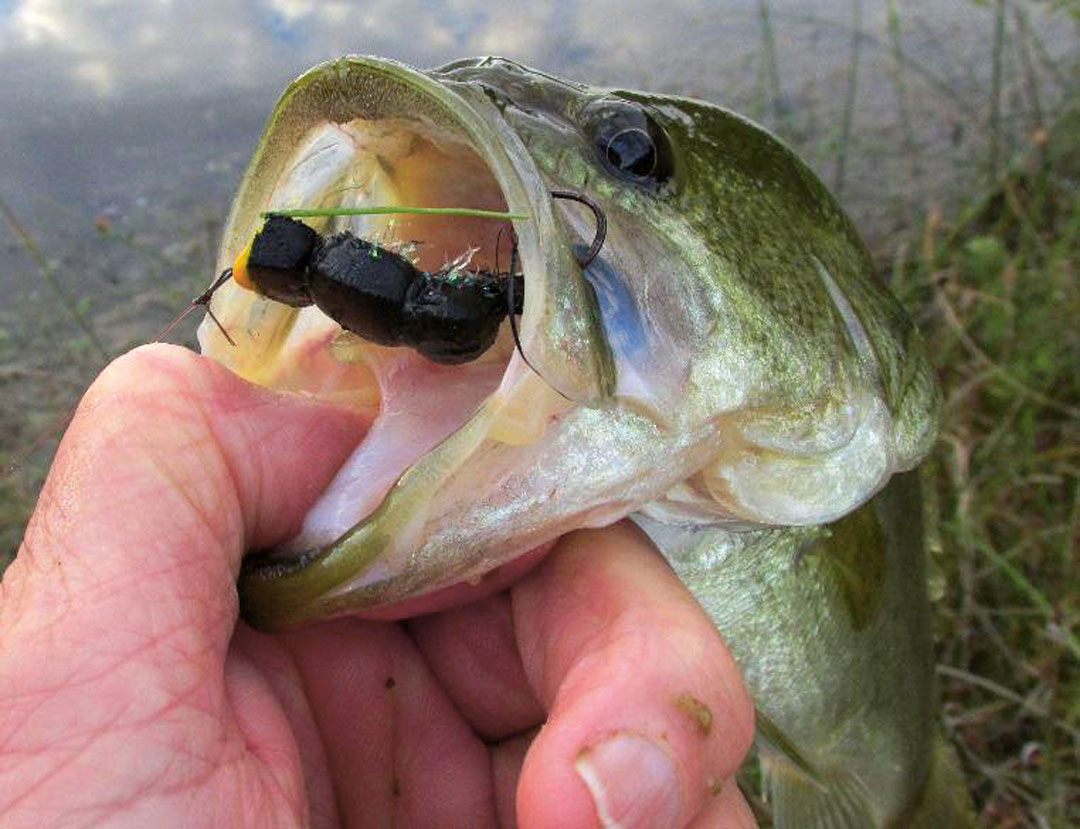 largemouth surface popper
