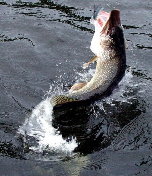 A northern pike makes a violent attempt to throw the hooks. A large pike’s sharp teeth can easily slice through a monofilament leader, so wire is advised. -photo courtesy of Salmo Lures