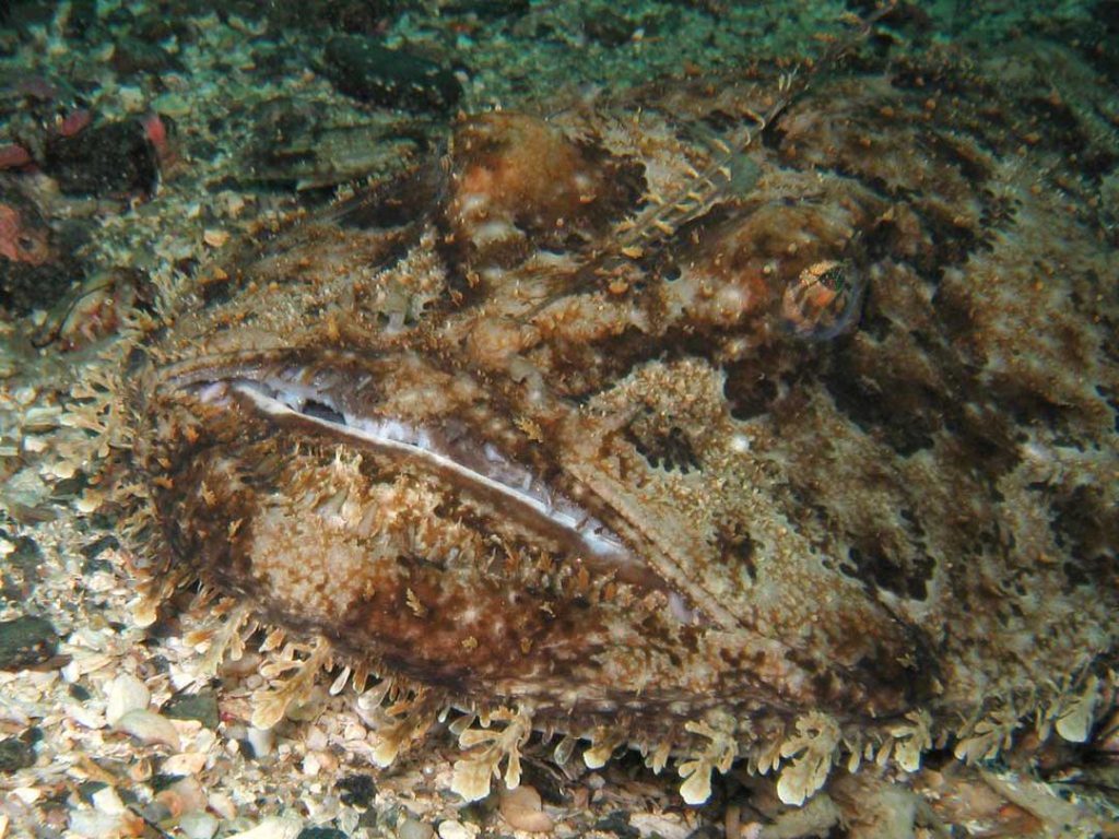 monkfish camouflage