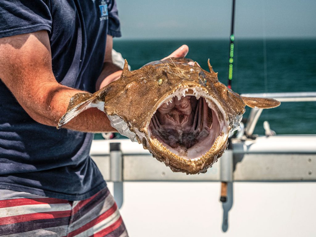 monkfish can migrate over 500 miles