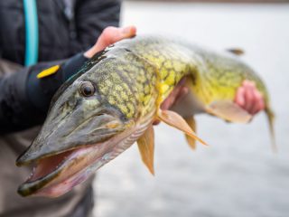 pickerel are at the top of the aquatic food chain