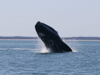 Right Whale Breaching