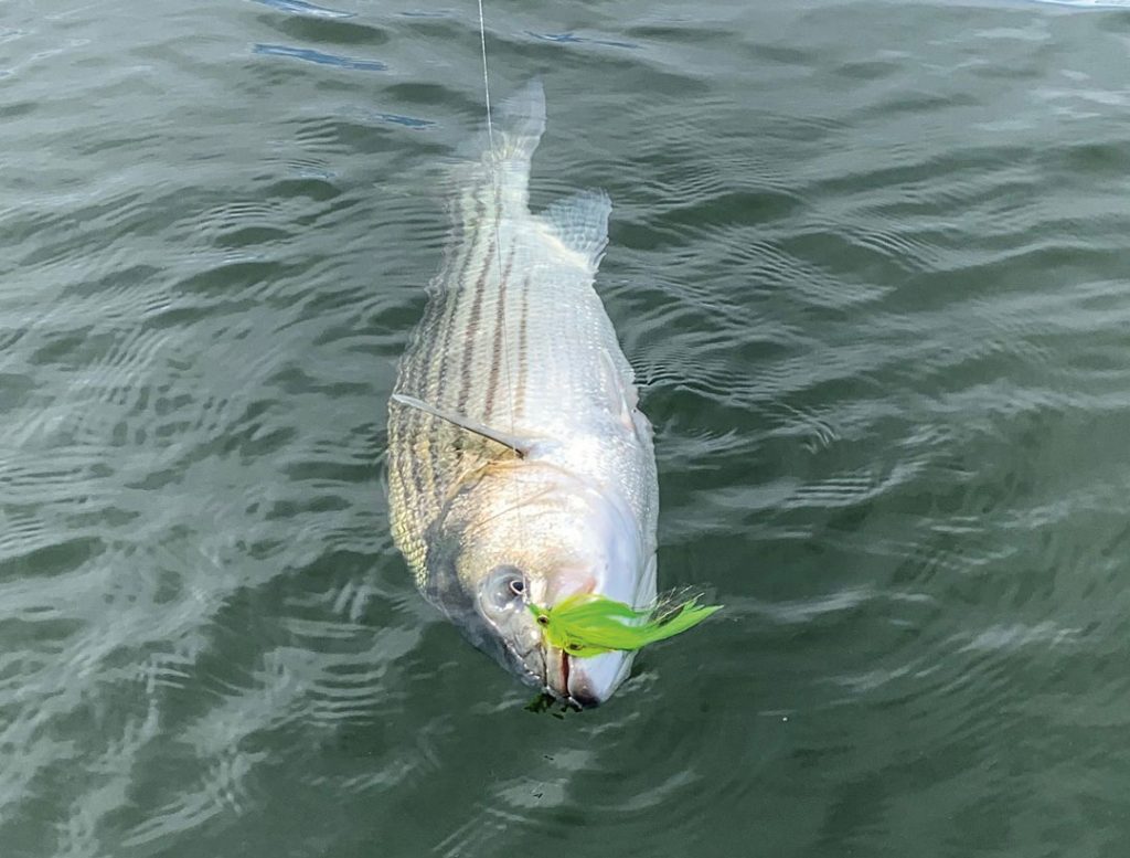 striped bass on chartreuse Half and Half fly