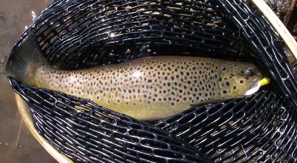Brown trout show a preference for yellow and white soft plastics.