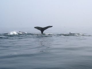 whales in fog