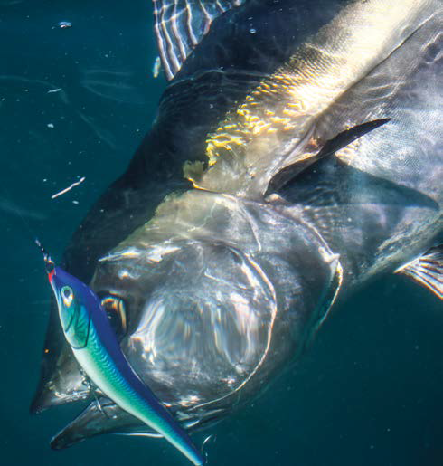 Bluefin Tuna Strategic Angler